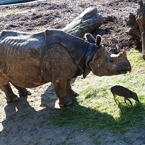 Indian rhinoceros (Rhinoceros unicornis) and Visayan warty pig (Sus cebifrons)