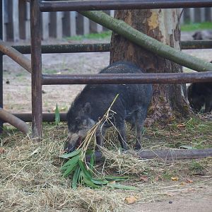 Visayan warty pig (Sus cebifrons)