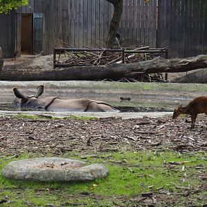 Indian rhinoceros (Rhinoceros unicornis) and Reeves's muntjac (Muntiacus reevesi)