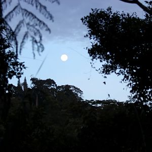 Moon Rise - Fraser's Hill