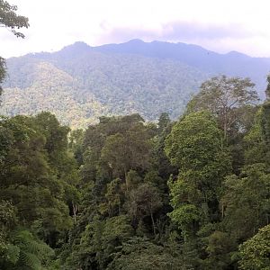 View of the Forest - Fraser's Hill