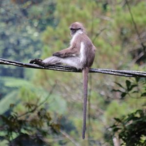 White-thighed Langur - Fraser's Hill