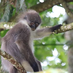 White-thighed Langur - Fraser's Hill