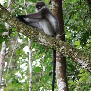 White-thighed Langur - Fraser's Hill