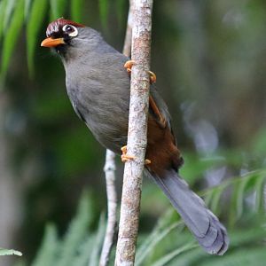 Chestnut-capped Laughingthrush - Fraser's Hill