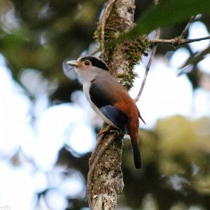 Silver-breasted Broadbill - Fraser's Hill