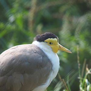 Masked lapwing (Vanellus miles miles)