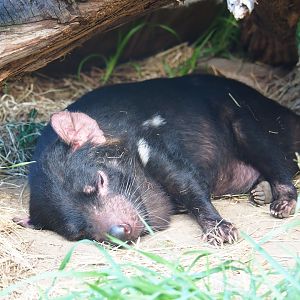 Sleeping Tasmanian devil (Sarcophilus harrisii)
