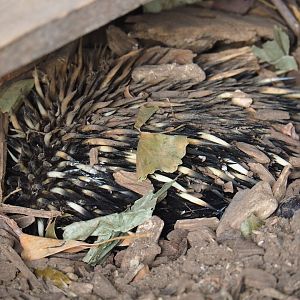 Short-beaked echidna (Tachyglossus aculeatus)