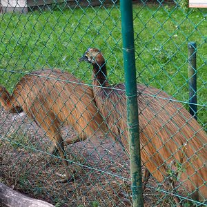 Young double-wattled cassowaries (Casuarius casuarius)