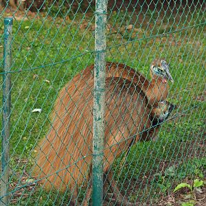 Young double-wattled cassowaries (Casuarius casuarius)