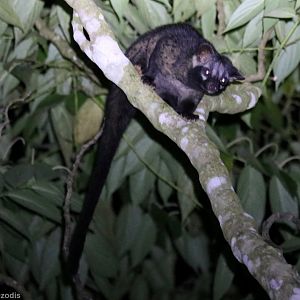 Common Palm Civet - Fraser's Hill
