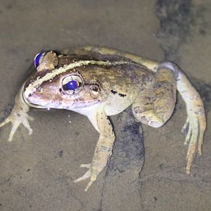 Frog Species - Fraser's Hill