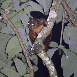 Spotted Giant Flying Squirrel - Fraser's Hill