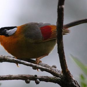 Silver-eared Mesia - Fraser's Hill