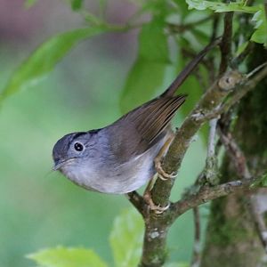 Mountain Fulvetta - Fraser's Hill
