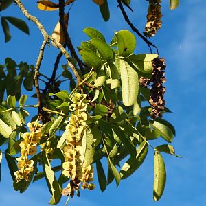 Caucasian wingnut (Pterocarya fraxinifolia)