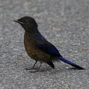Subadult Male Large Niltava - Fraser's Hill