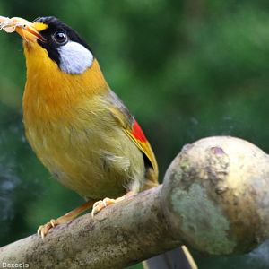 Silver-eared Mesia - Fraser's Hill