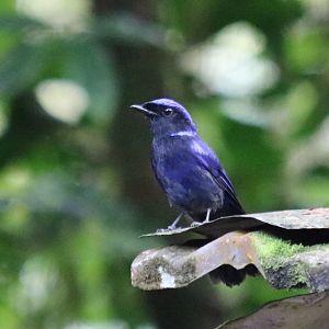 Male Large Niltava - Fraser's Hill