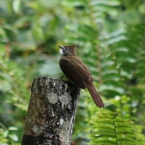 Ochraceous Bulbul - Fraser's Hill