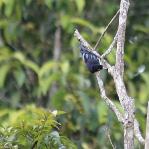 Blue Nuthatch - Fraser's Hill
