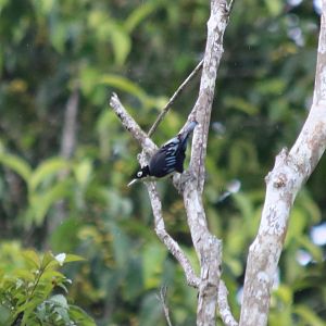Blue Nuthatch - Fraser's Hill
