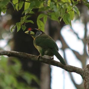 Fire-tufted Barbet - Fraser's Hill