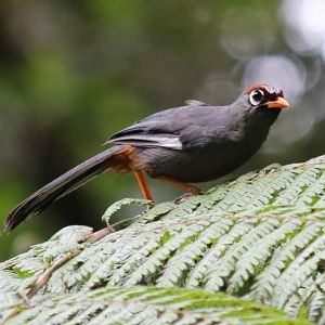 Chestnut-capped Laughingthrush - Fraser's Hill