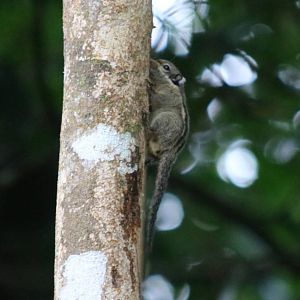 Western Striped Squirrel - Fraser's Hill