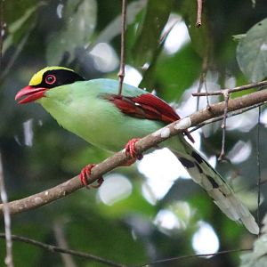 Common Green Magpie - Fraser's Hill