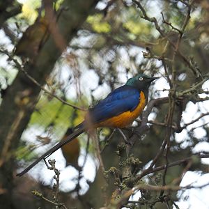 Golden-breasted starling (Lamprotornis regius)