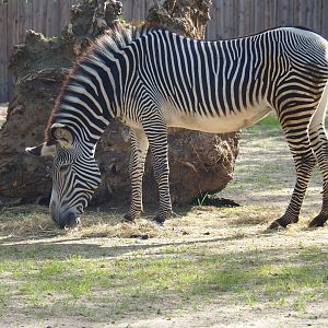 Grévy's zebra (Equus grevyi)