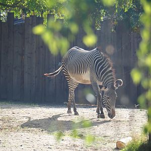Grévy's zebra (Equus grevyi)