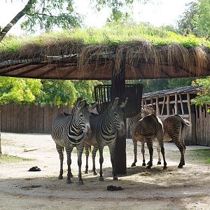 Grévy's zebras (Equus grevyi) under a shade structure with a living roof