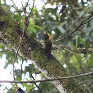 Female Malayan (Lesser) Yellownape - Fraser's Hill