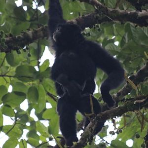 Siamang Mother with Very Young Baby - Fraser's Hill