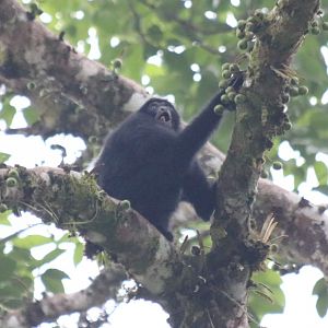 Siamang Juvenile - Fraser's Hill
