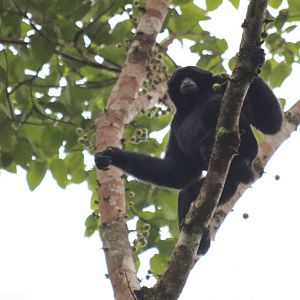 Siamang Adult Male - Fraser's Hill
