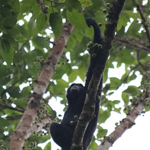 Siamang Adult Male Feeding - Fraser's Hill