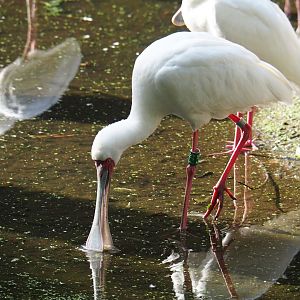 African spoonbill (Platalea alba)