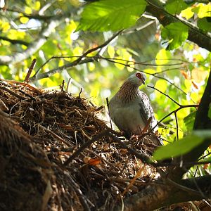 Speckled pigeon (Columba guinea)