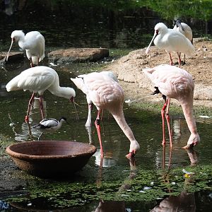 Lesser flamingo (Phoenicoparrus minor)