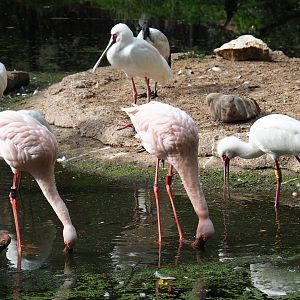 Lesser flamingo (Phoenicoparrus minor)