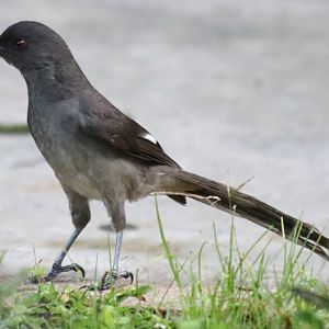 Long-tailed Sibia - Fraser's Hill