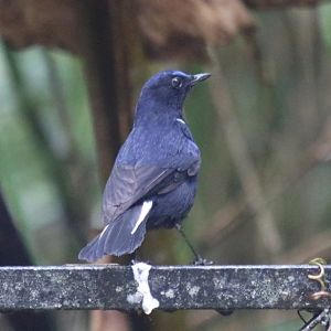 White-tailed Blue-Robin - Fraser's Hill