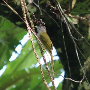 Southern Mountain Bulbul - Fraser's Hill