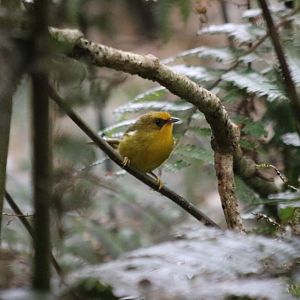 Golden Babbler - Fraser's Hill