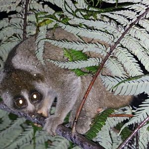 Sunda Slow Loris - Fraser's Hill