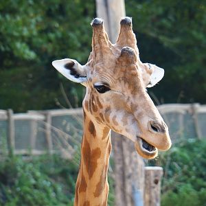 Kordofan giraffe (Giraffa camelopardalis antiquorum)